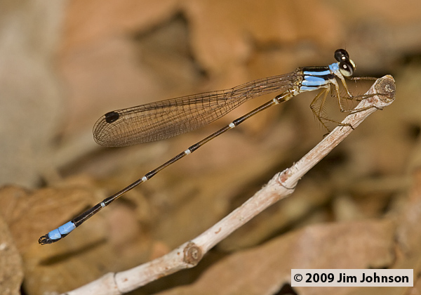 Palaemnema domina 20070801_0747, Desert Shadowdamsel