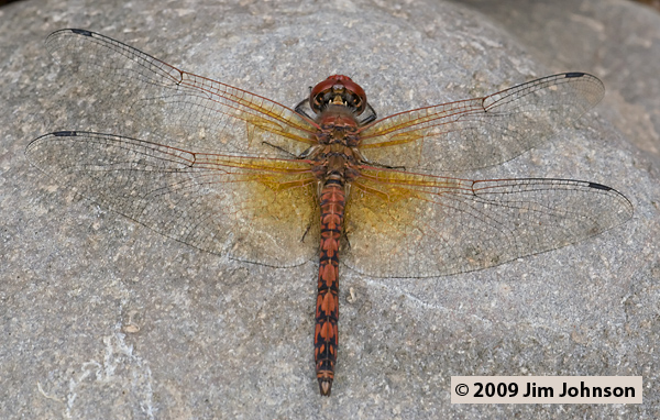 Paltothemis lineatipes 20070731_0598, Red Rock Skimmer