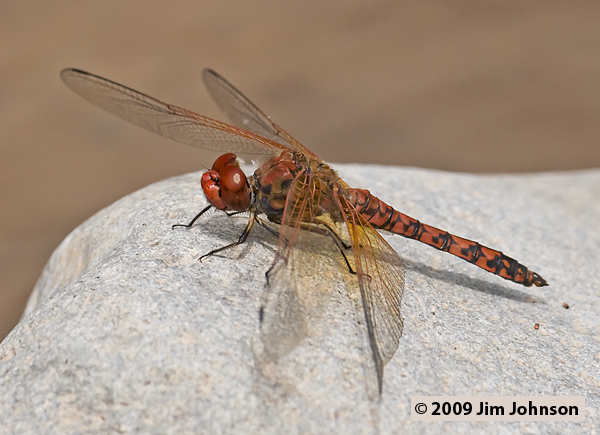 Paltothemis lineatipes 20070731_0626, Red Rock Skimmer