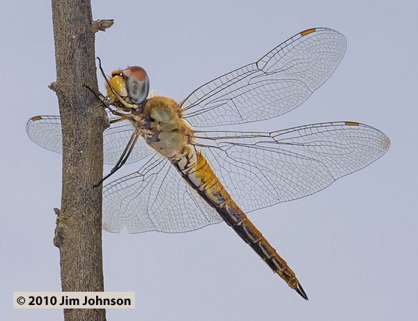 Pantala flavescens 20100221_0092, Wandering Glider