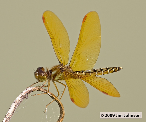 Perithemis mooma 20080403_0930