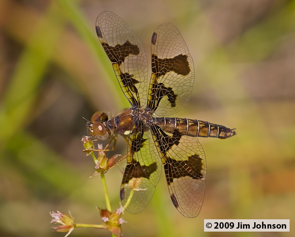 Perithemis tenera 20080510_0355, Eastern Amberwing