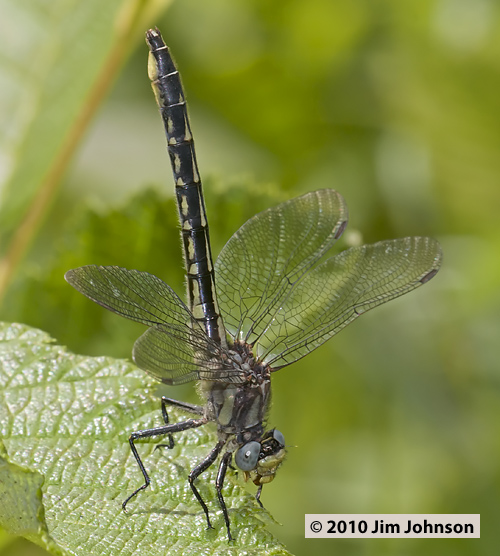 Phanogomphus borealis 20100629_0031, Beaverpond Clubtail