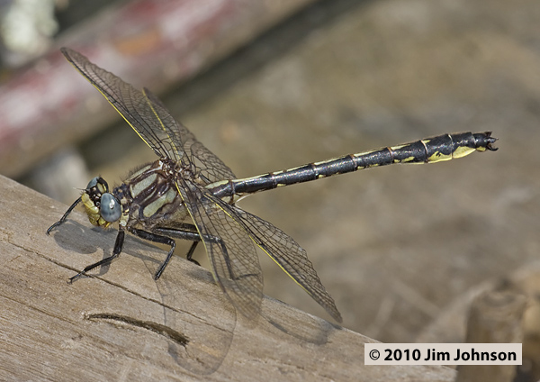 Phanogomphus borealis 20100629_0041, Beaverpond Clubtail