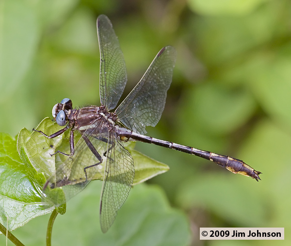 Phanogomphus exilis 20080510_0401, Lancet Clubtail