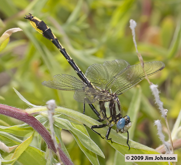 Phanogomphus graslinellus 20080620_0123, Pronghorn Clubtail