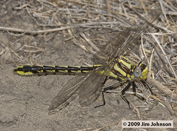 Phanogomphus graslinellus 20080620_0142, Pronghorn Clubtail