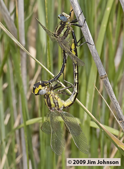 Phanogomphus graslinellus 20080620_0168, Pronghorn Clubtail