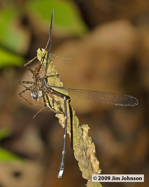 Philogenia minteri 20091014_2749