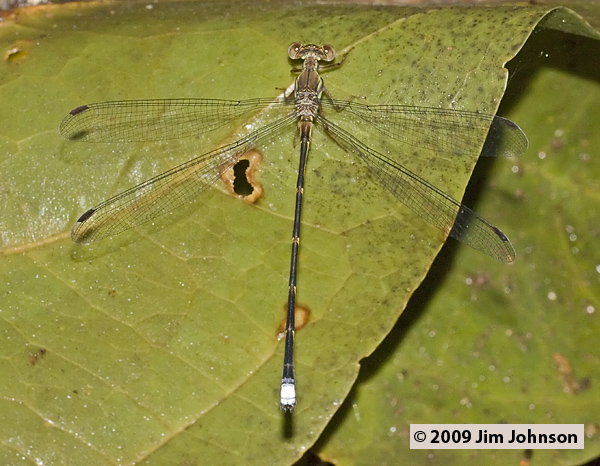 Philogenia minteri 20091015_2943