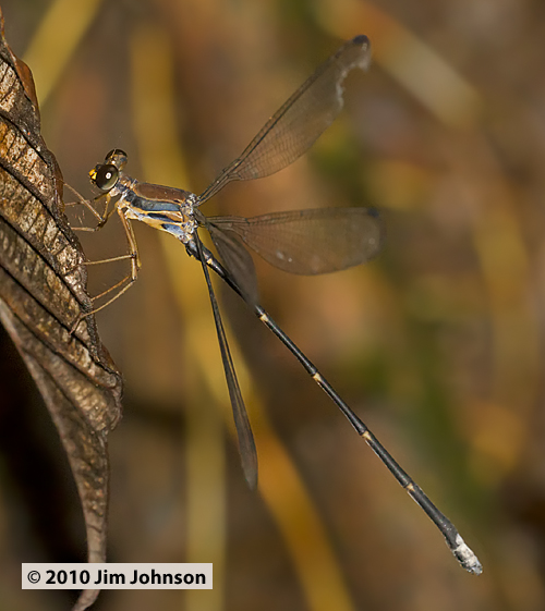 Philogenia monotis 20100227_0928