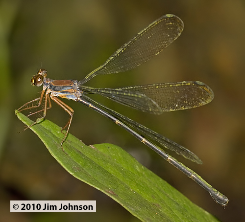 Philogenia monotis 20100227_0940