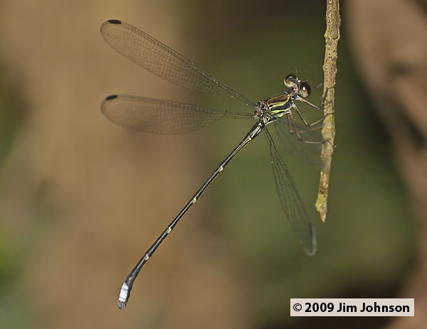 Philogenia redunca 20091012_2084