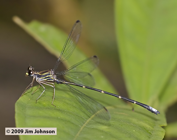 Philogenia redunca 20091015_2964