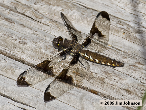 Plathemis lydia 20070707_0096, Common Whitetail Plathemis lydia 20070707_0096, Common Whitetail
