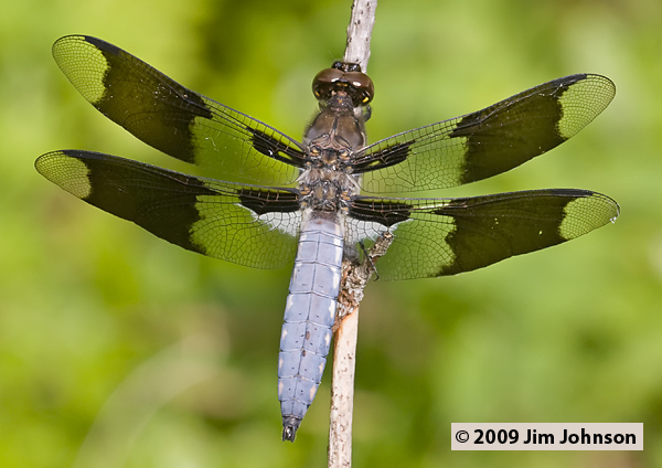Plathemis lydia 20080703_0014, Common Whitetail Plathemis lydia 20080703_0014, Common Whitetail