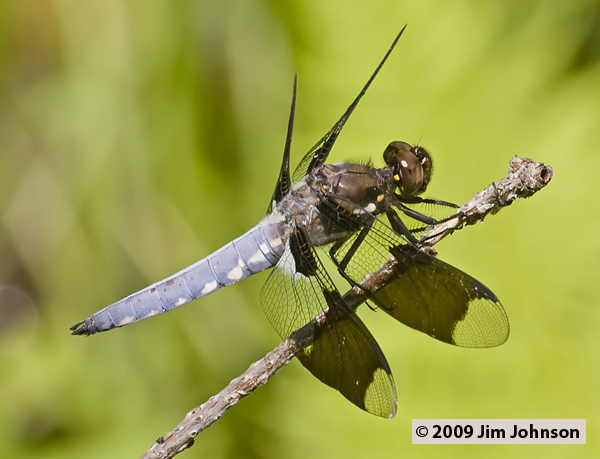 Plathemis lydia 20080703_0024, Common Whitetail Plathemis lydia 20080703_0024, Common Whitetail