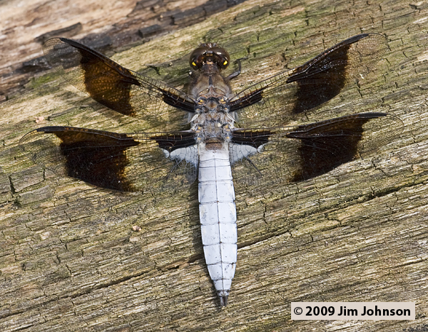 Plathemis lydia 20090529_0144, Common Whitetail Plathemis lydia 20090529_0144, Common Whitetail