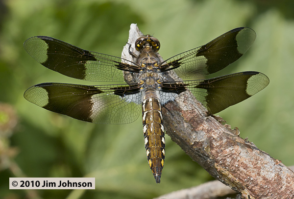Plathemis lydia 20100705_0018, Common Whitetail Plathemis lydia 20100705_0018, Common Whitetail