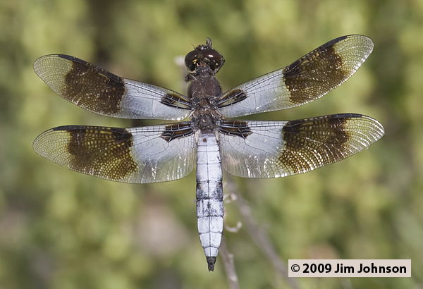 Plathemis subornata 20060702_0321, Desert Whitetail