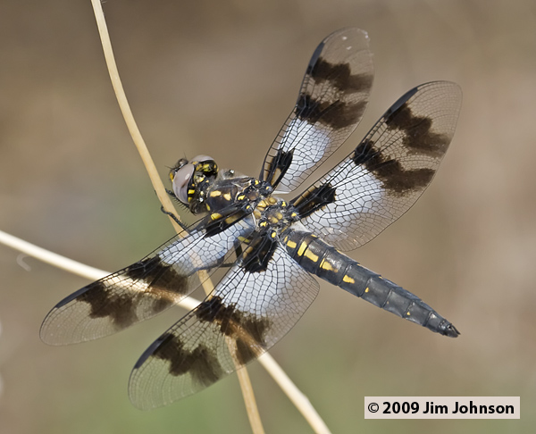 Plathemis subornata 20070730_0531, Desert Whitetail