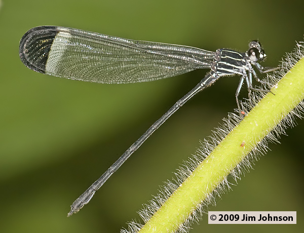 Polythore derivata 20091006_0550