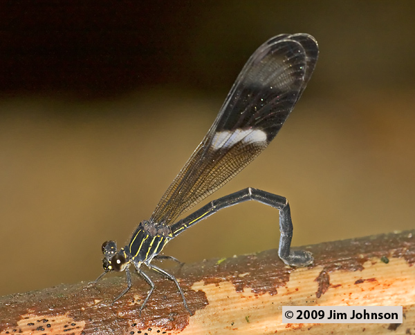 Polythore procera 20080408_1274