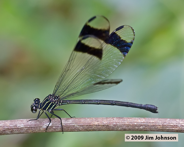 Polythore terminata 20080402_0853