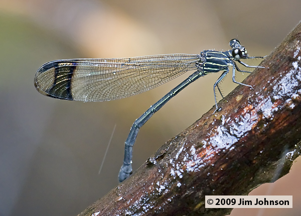 Polythore terminata 20080402_0874