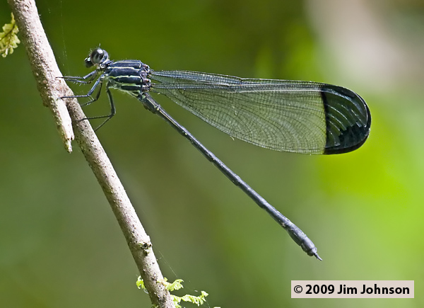 Polythore terminata 20080404_0996