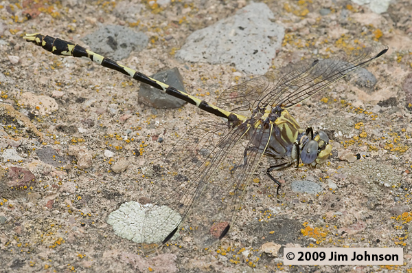 Progomphus borealis 20070731_0668, Gray Sanddragon