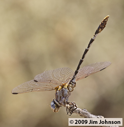 Progomphus borealis 20070801_0708, Gray Sanddragon