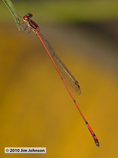 Protoneura amatoria 20100301_0775