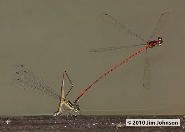 Protoneura amatoria 20100301_0819