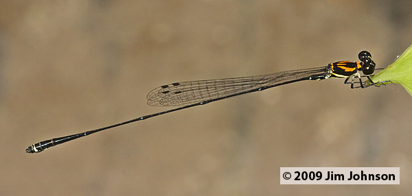 Protoneura scintilla 20091013_2427