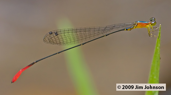 Psaironeura bifurcata 20091007_0717