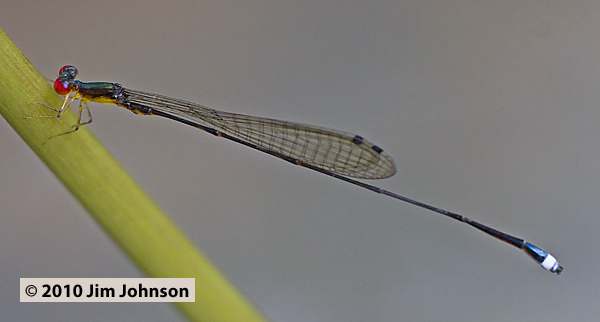 Psaironeura sp 20100301_0781