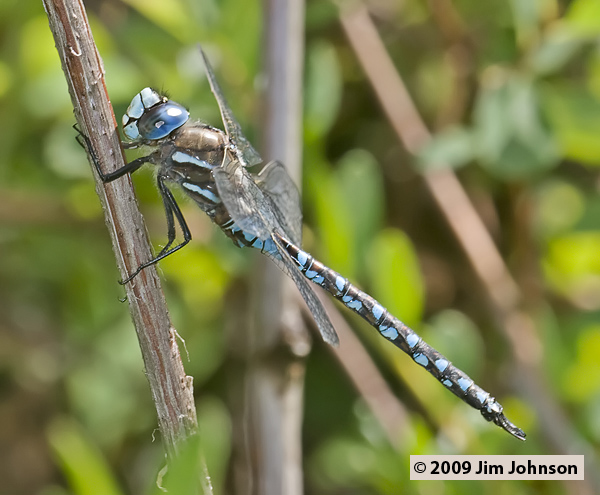 Rhionaeschna californica 20070707_0105, California Darner