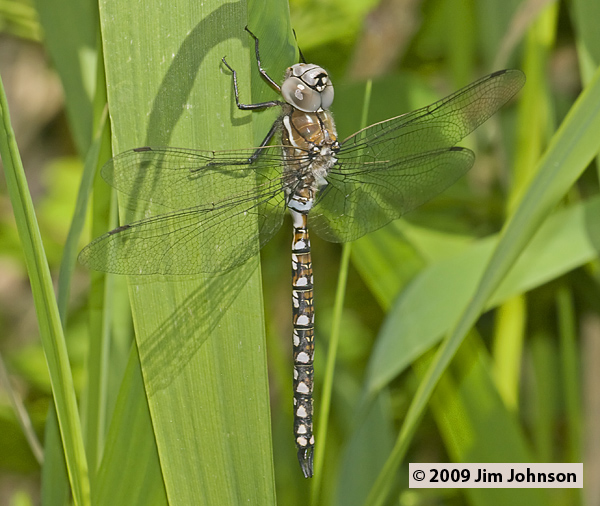 Rhionaeschna californica 20090516_0035, California Darner