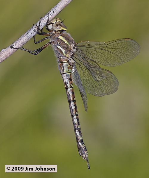 Rhionaeschna californica 20090705_0031, California Darner