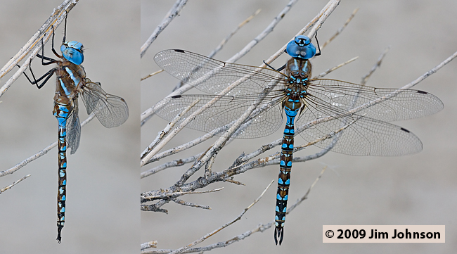 Rhionaeschna multicolor 20090704_0199-0204, Blue-eyed Darner
