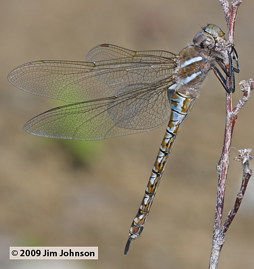 Rhionaeschna multicolor 20090705_0068, Blue-eyed Darner