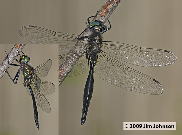 Somatochlora minor 20090801_0008-0109, Ocellated Emerald