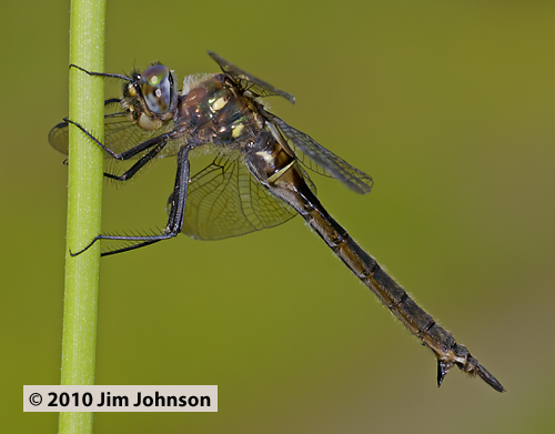 Somatochlora minor 20100629_0105, Ocellated Emerald