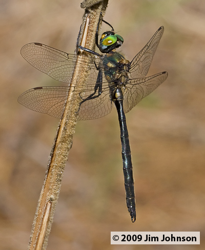 Somatochlora semicircularis 20080730_0140, Mountain Emerald