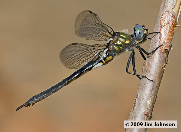 Somatochlora semicircularis 20080906_0243, Mountain Emerald
