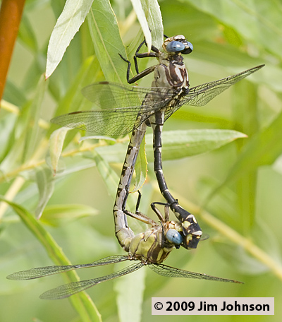 Stylurus olivaceus 20060917_0458, Olive Clubtail Stylurus olivaceus 20060917_0458, Olive Clubtail