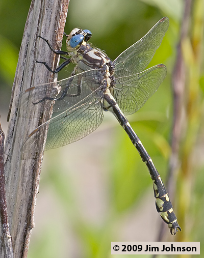 Stylurus olivaceus 20080815_0080, Olive Clubtail Stylurus olivaceus 20080815_0080, Olive Clubtail