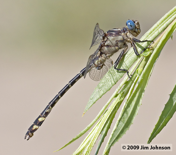 Stylurus olivaceus 20080815_0116, Olive Clubtail Stylurus olivaceus 20080815_0116, Olive Clubtail
