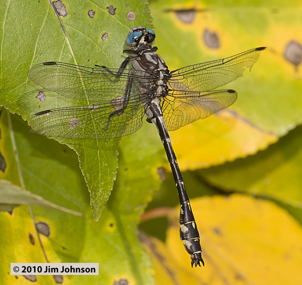 Stylurus olivaceus 20101105_0005, Olive Clubtail Stylurus olivaceus 20101105_0005, Olive Clubtail